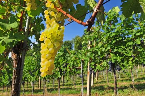 White grapes Stock Photos