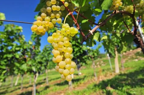 White grapes Foto stock