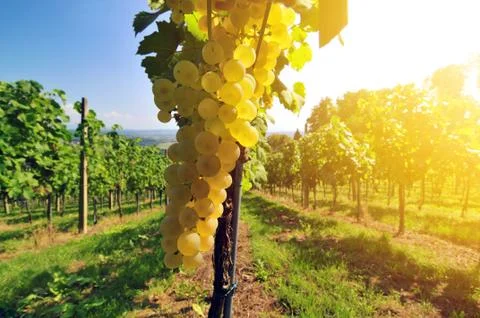 White grapes Stock Photos