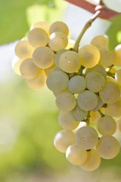 White grapes Stock Photos