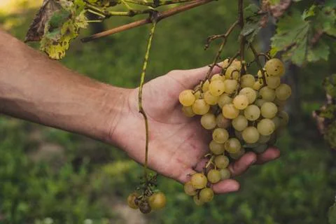White grapes Foto stock