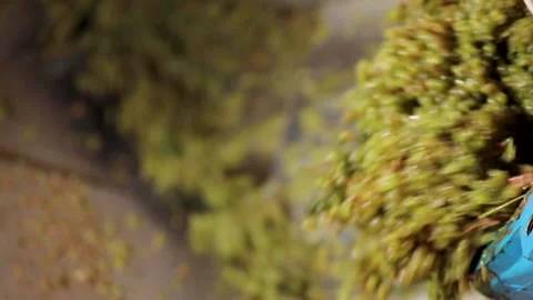 White grapes spilling out from horizontal cylindrical drum Stock Footage 242522917
