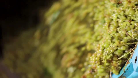 White grapes spilling out from horizontal cylindrical drum Stock Footage 242523160