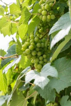White grapes in the strain Stock Photos
