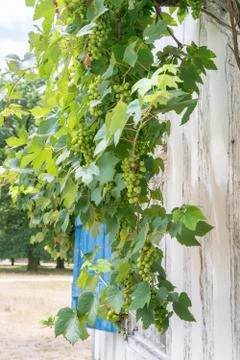 White grapes in the strain Stock Photos
