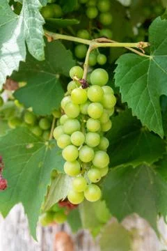White grapes in the strain Stock Photos