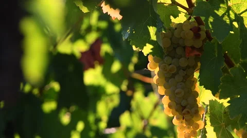 White grapes at sunset light in the Chianti region near Panzano. Italy Stock-Footage 152998521