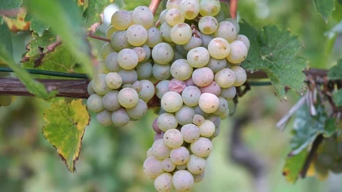 White grapes at the vine in closeup Stock Footage 117907791
