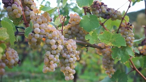 White grapes at the vine in closeup Stock Footage 117907824
