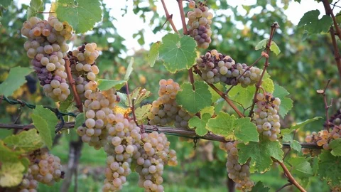 White grapes at the vine in closeup Stock Footage 117907929