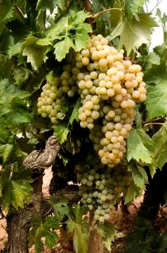 White grapes on vine Stock Photos