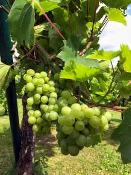White grapes of a vine Stock Photos