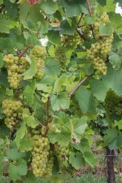 White grapes on a vine Stock Photos