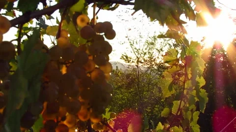 White grapes in vineyard 스톡 동영상 47583765