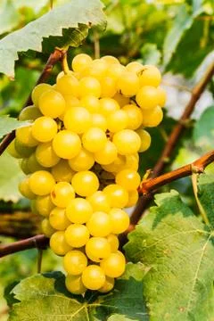 White grapes in a vineyard Stock Photos