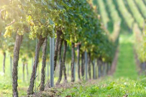 White grapes in the vineyard Stock Photos