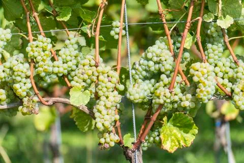 White grapes in the vineyard Stock Photos