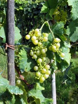 White grapes in a vineyard Stock Photos