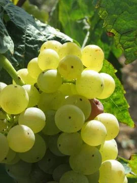 White grapes in a vineyard Stock Photos