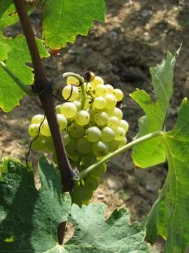 White grapes in a vineyard Stock Photos