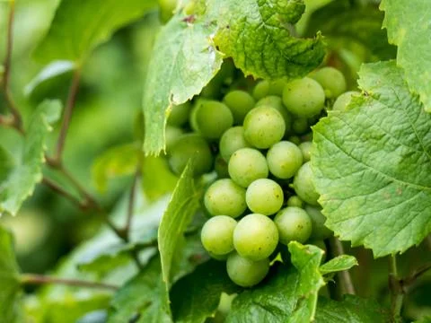 White grapes in vineyard Stock Photos