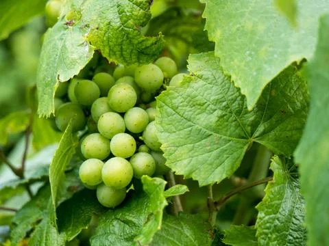White grapes in vineyard Foto stock