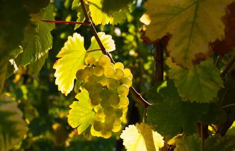 White grapes in a vineyard Stock Photos