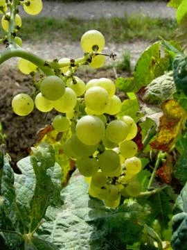 White grapes in a vineyard Stock Photos