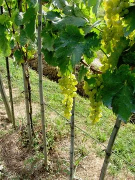 White grapes in a vineyard Stock Photos