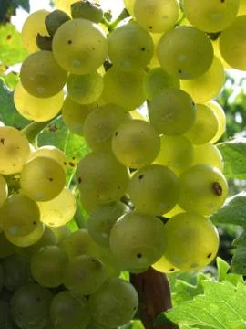 White grapes in a vineyard Stock Photos