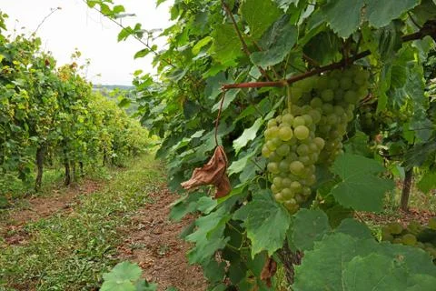 White grapes in the vineyard Stock Photos