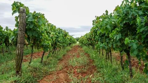 White grapes in vineyard Stock Photos
