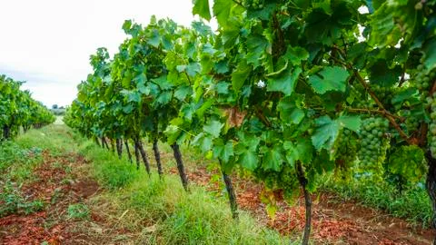 White grapes in vineyard Stock Photos