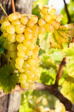 White grapes in vineyard Stock Photos