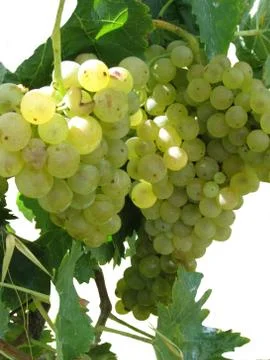 White grapes in a vineyard on white background Foto stock