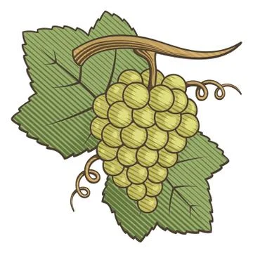 White Grapes Woodcut Stock Illustration