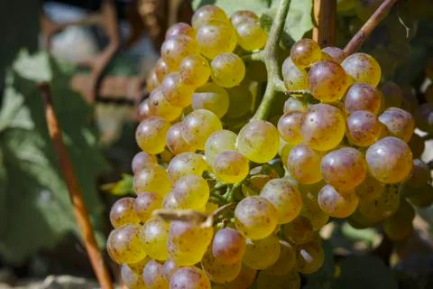 White grapevine in garden, selective focus with blur background. Stock Photos
