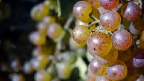 White grapevine in garden, selective focus with blur background. Close up, Stock Photos