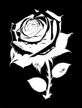 White graphic linear drawing of a branch of flowers on a black background, .. Stock Illustration