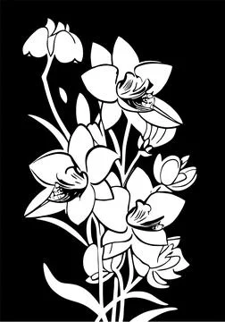 White graphic linear drawing of a branch of flowers on a black background, .. Stock Illustration