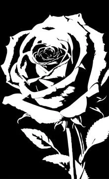 White graphic linear drawing of rose flower on black background, design Stock Illustration