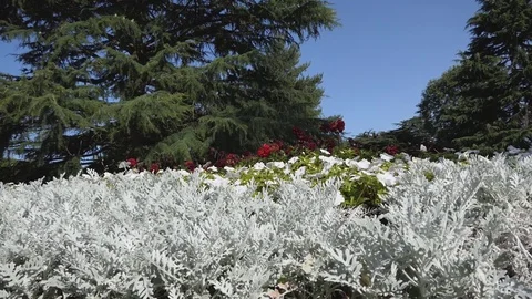 White grass and red flowers. Stock Footage 80906350