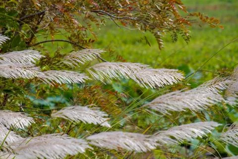 White grass blowing Foto stock