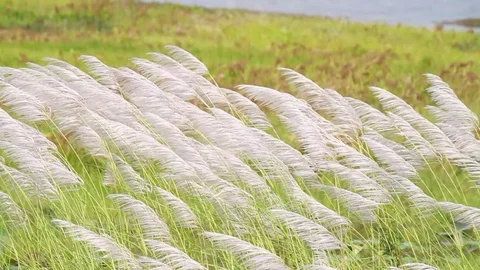 White grass flower blowing Stock Footage 83792092