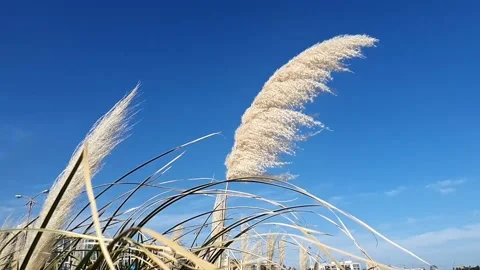 White grass flower blowing in the wind Vídeos de archivo 141893371