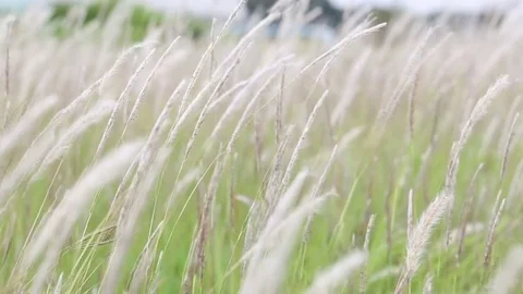 White grass flower blown by the wind: Video relaxing concept. Stock Footage 77328447