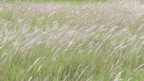 White grass flower blown by the wind: Video relaxing concept. Stock Footage 77328517
