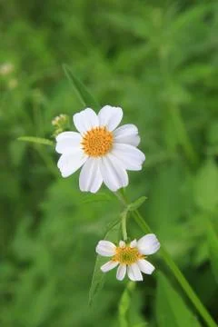 White grass flower in forest Stock Photos