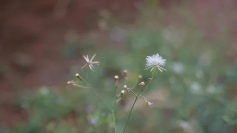 A white grass flower gently sways in the wind. Stock Footage 288798915