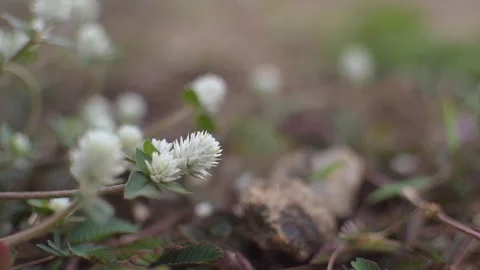 A white grass flower gently sways in the wind. Stock Footage 288799406
